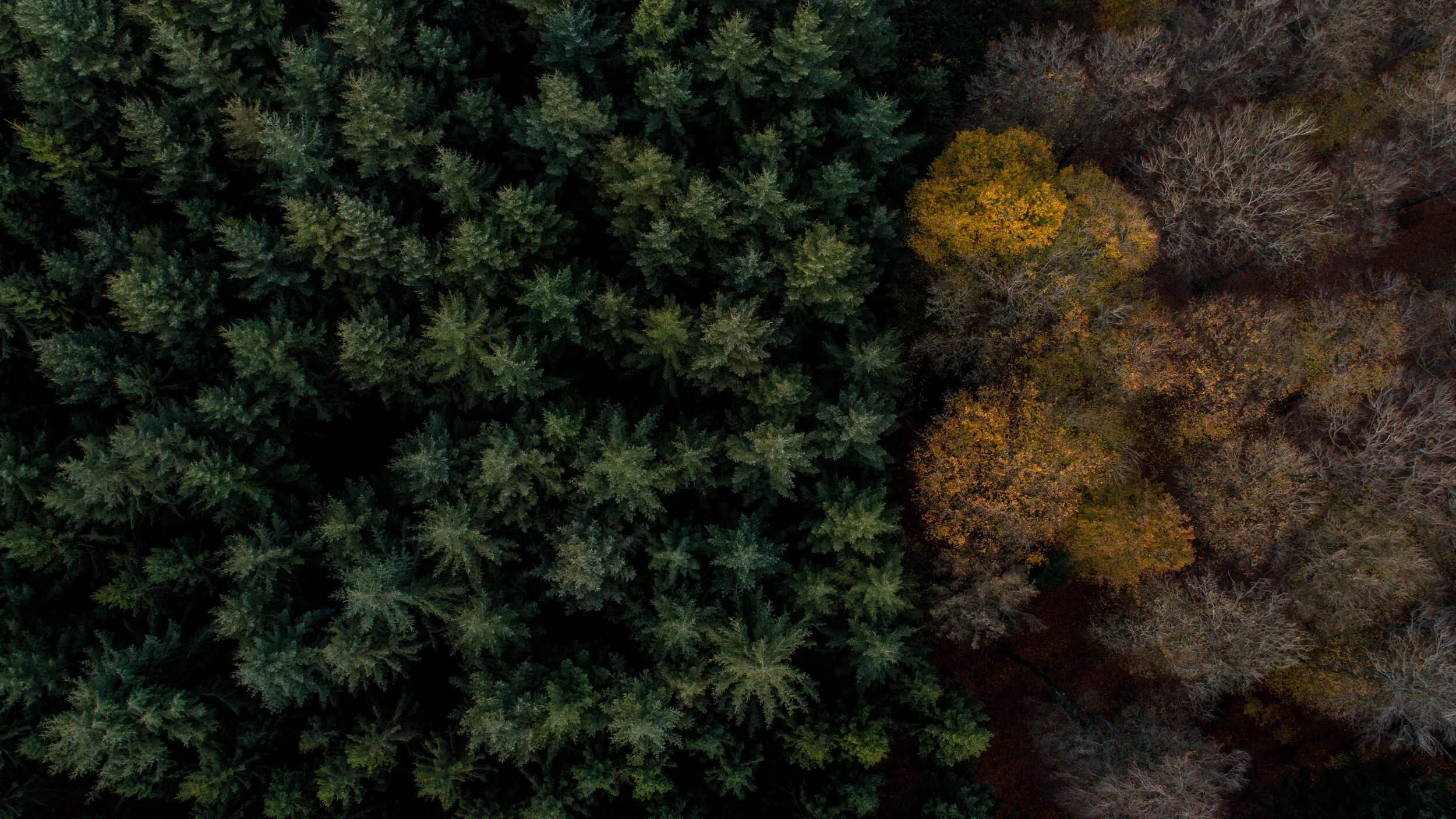 Forêt vue à la verticale en automne Photo aérienne de Denis Closon